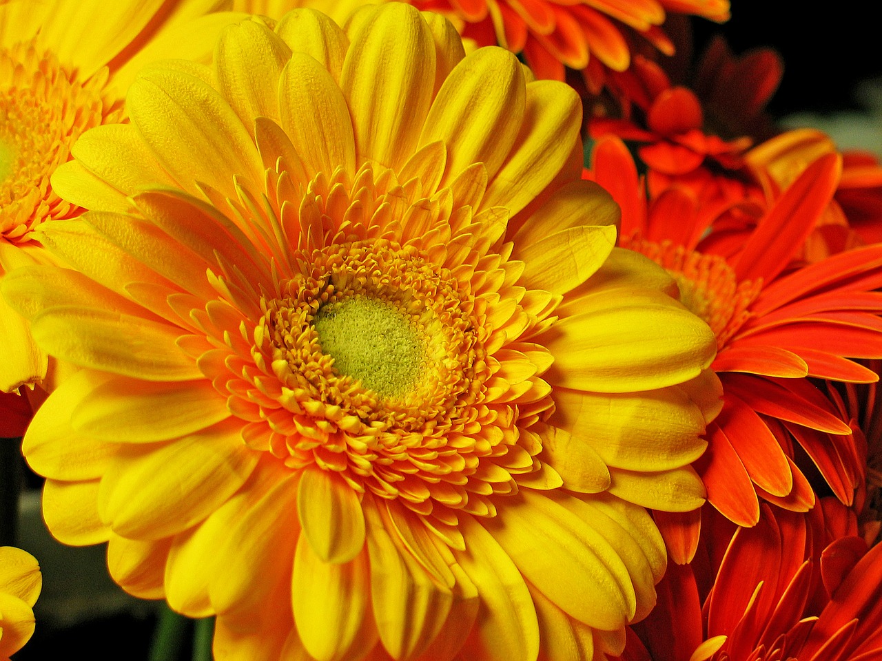 Gerbera, Gėlė, Žiedas, Žydėti, Gamta, Geltona, Puokštė, Schnittblume, Spalvinga, Gėlių Puokštė