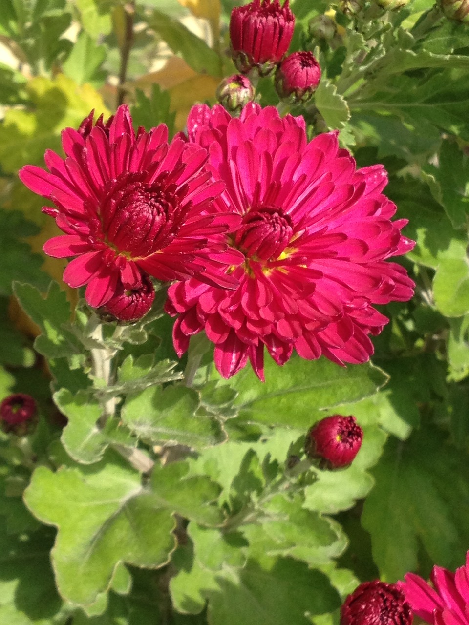 Gerbera, Gėlė, Žiedas, Žydėti, Rožinis, Raudona, Žydėti, Gamta, Augalas, Sodas