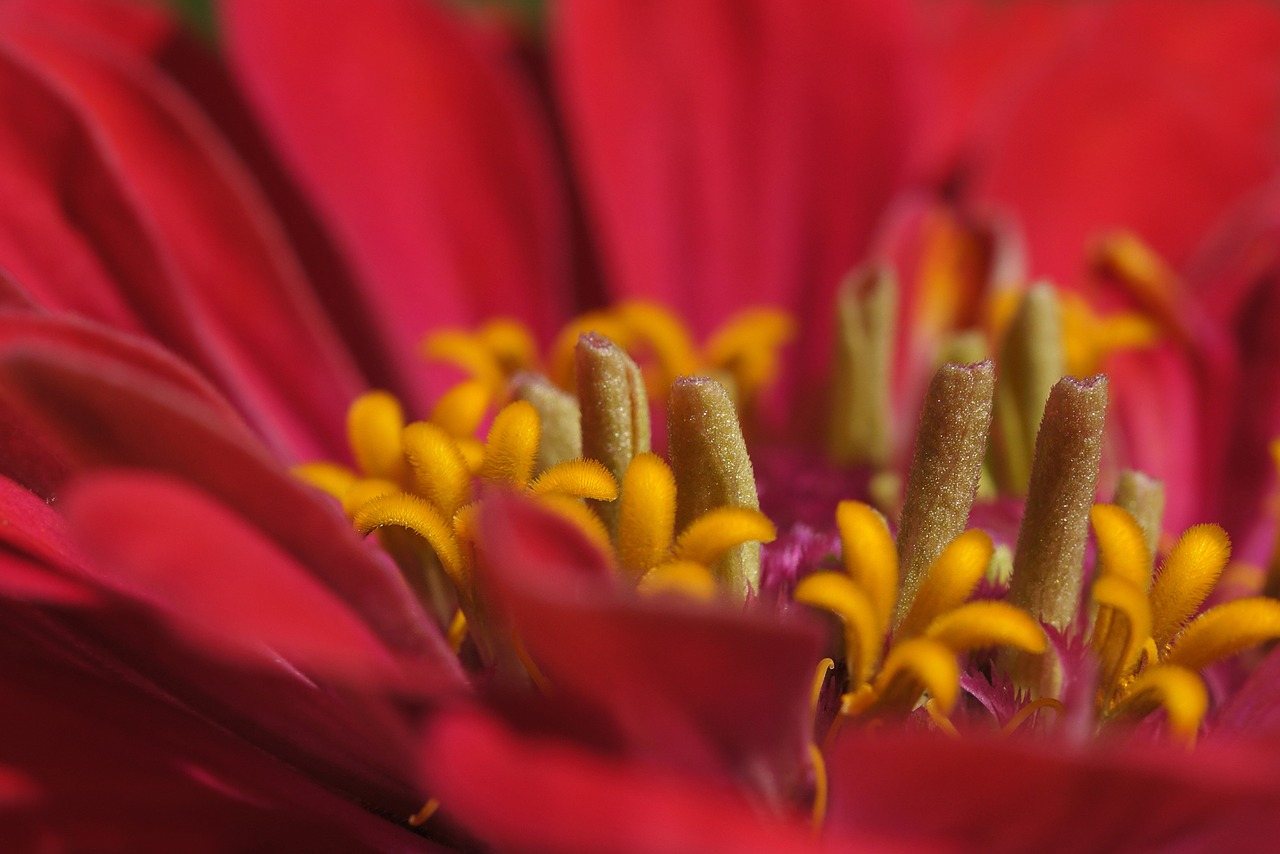 Gerbera, Makro, Uždaryti, Žiedadulkės, Gėlė, Žiedas, Žydėti, Raudona, Žydėti, Spalvinga