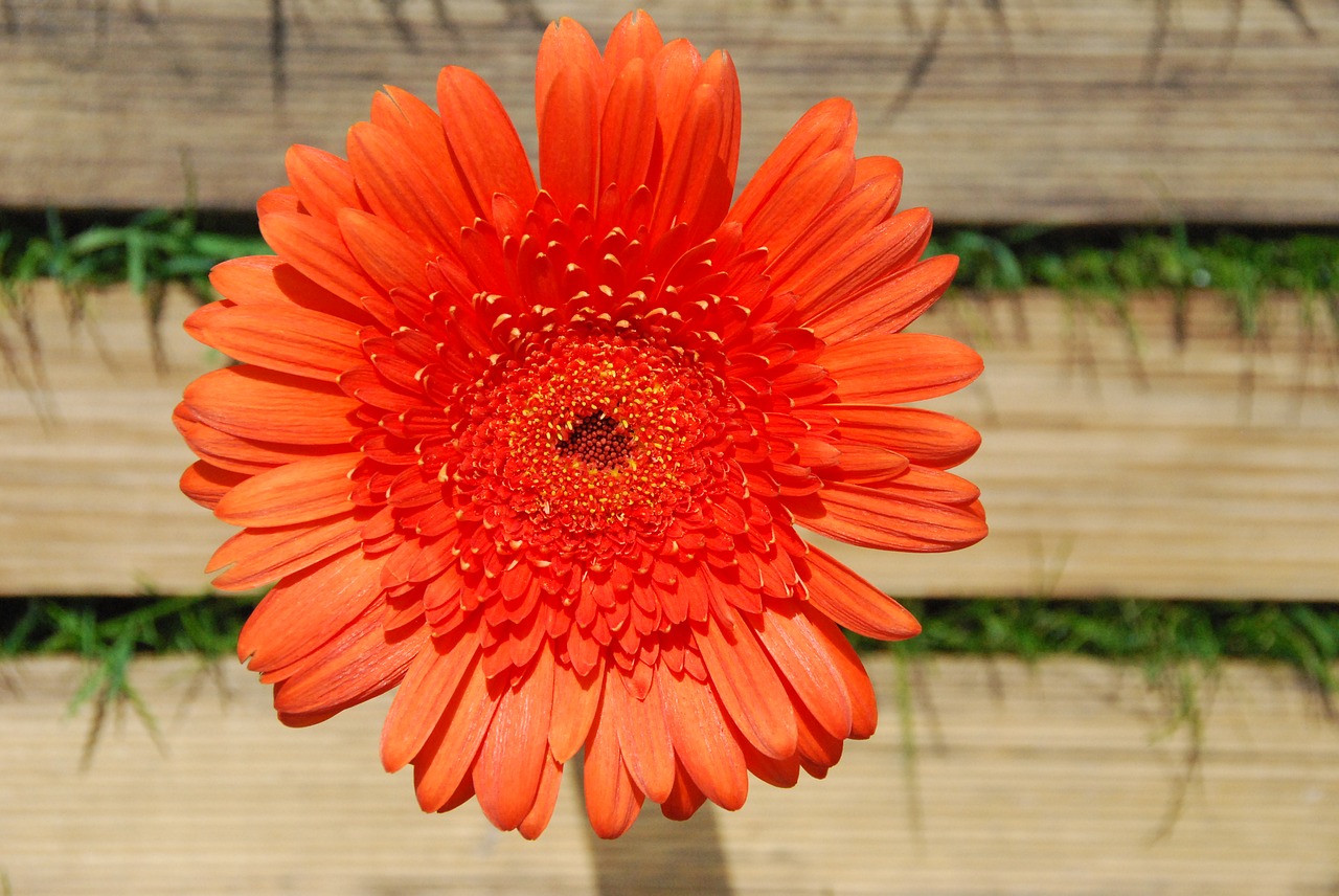 Gerbera, Oranžinė, Žiedas, Žydėti, Uždaryti, Schnittblume, Gamta, Kaimiškas, Kaimas, Vasara