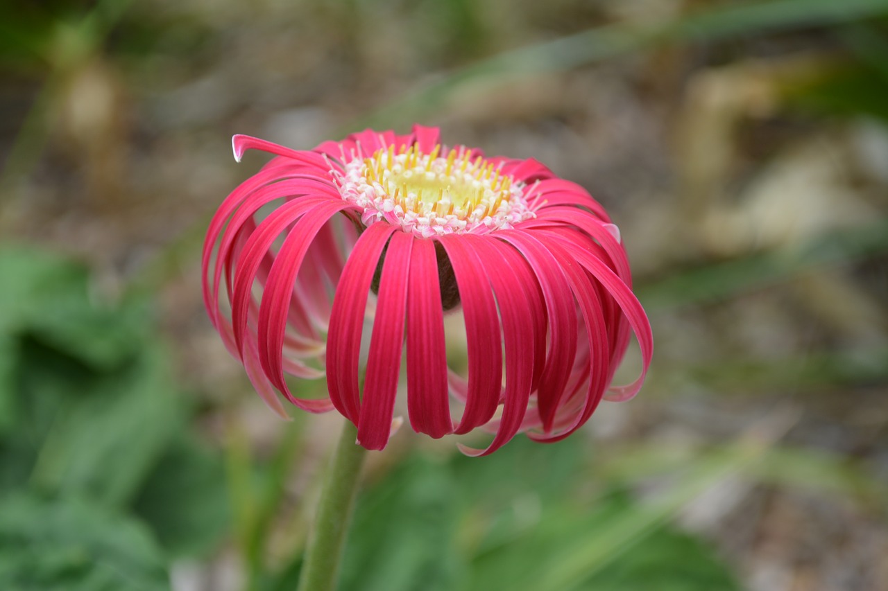 Gerbera, Gėlė, Pavasaris, Gamta, Spalvinga, Makro, Žydėti, Grožis, Gėlės, Žiedlapis