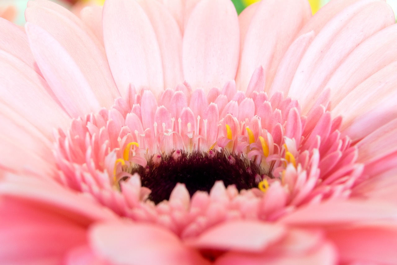 Gerbera, Germini, Floristas, Gėlių Rišiklis, Žiedas, Žydėti, Gėlė, Rožinis, Geltona, Romantiškas