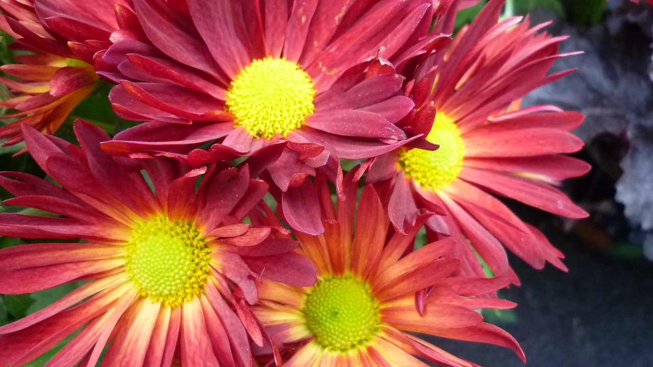 Gerbera, Gėlė, Žiedas, Žydėti, Raudona, Viduje, Geltona, Diskas, Sodas, Schnittblume