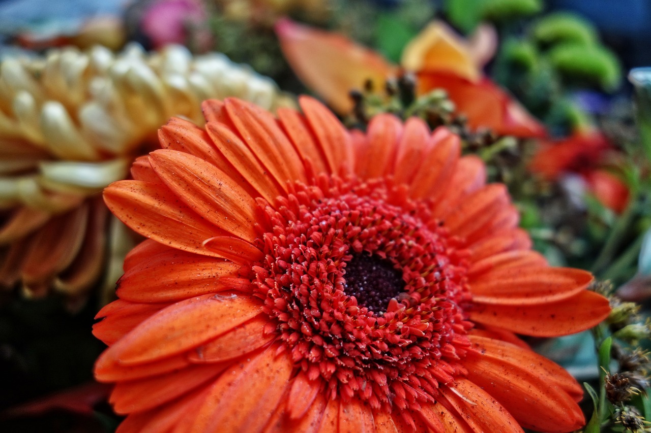 Gerbera, Daisy, Gėlė, Augalas, Žiedlapis, Oranžinė, Apdaila, Nemokamos Nuotraukos,  Nemokama Licenzija