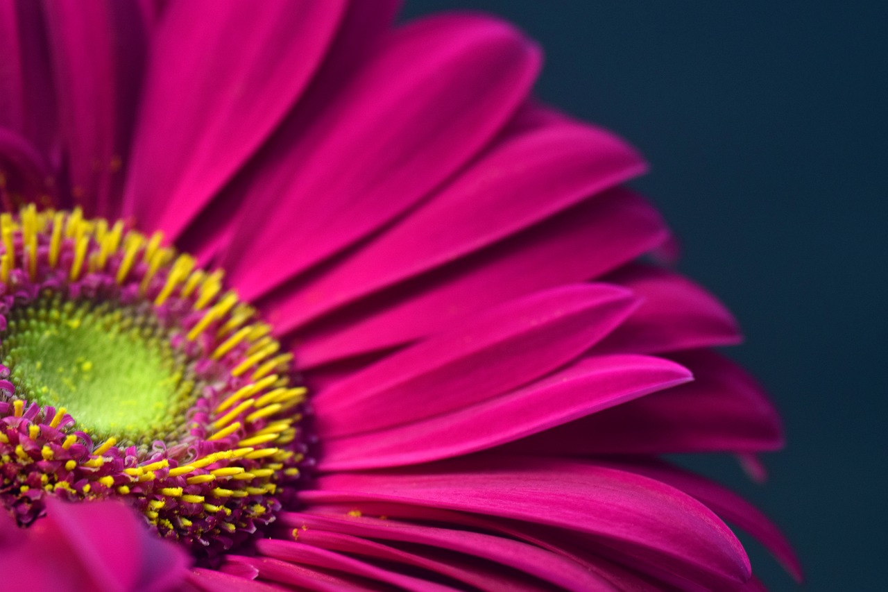 Gerbera, Rožinis, Žiedas, Žydėti, Uždaryti, Žiedadulkės, Šviesus, Švelnus, Žiedlapiai, Spalvinga