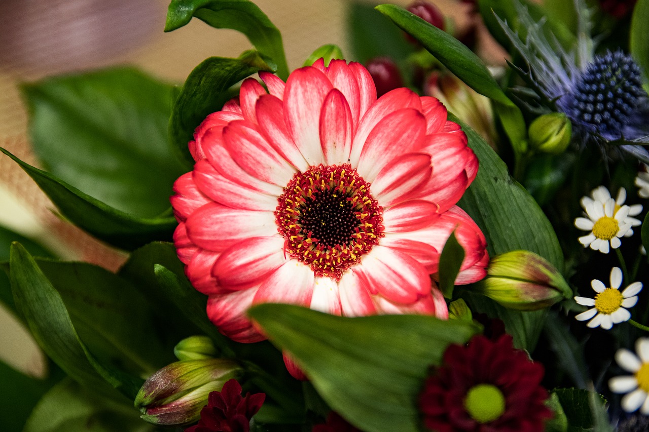 Gerbera, Gėlės, Schnittblume, Nemokamos Nuotraukos,  Nemokama Licenzija