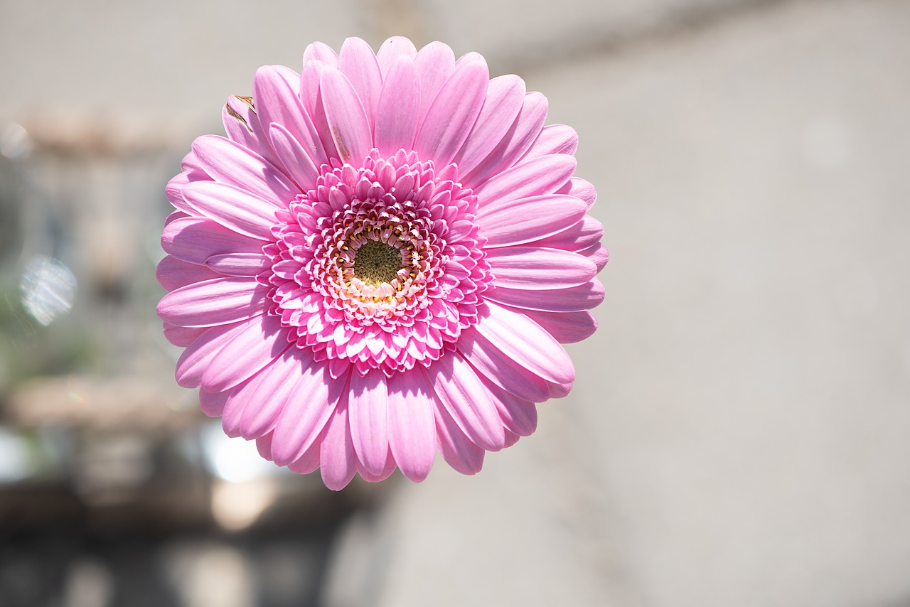 Gerbera,  Gėlė,  Rožinis,  Rožinė Gerbera,  Rožinė Gėlė,  Žiedas,  Žydi,  Žiedlapiai,  Piestelė,  Vaza