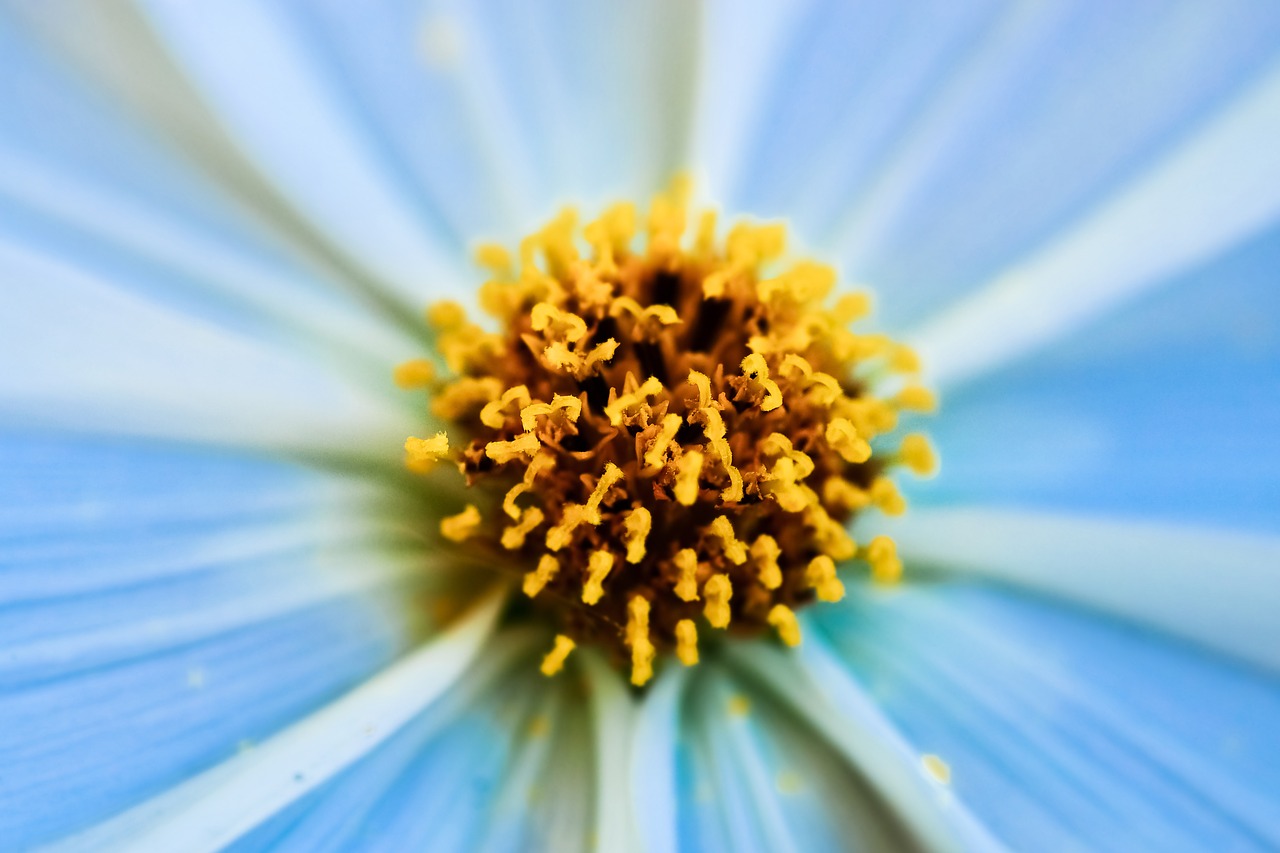 Gerbera,  Piestelė,  Gėlė,  Žiedas,  Žydi,  Iš Arti,  Pobūdį,  Augalų,  Žydi,  Makro