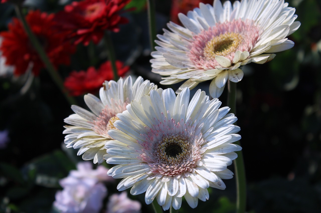 Gerbera, Balta, Gėlės, Žiedai, Žydi, Žydi, Pavasaris, Žydėjimas, Augalai, Gėlių