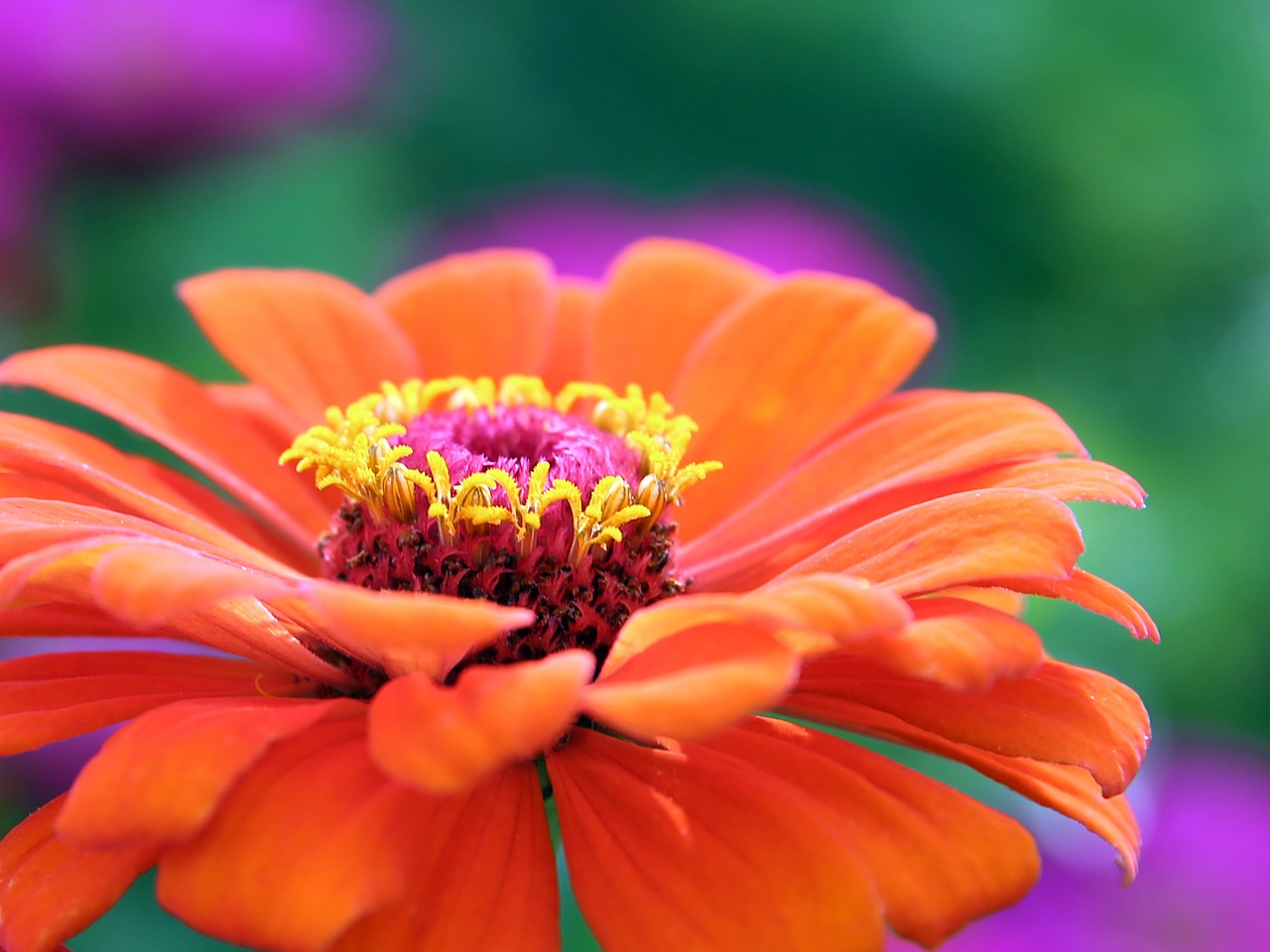 Gerbera, Gėlė, Žiedas, Žydėti, Augalas, Flora, Botanika, Uždaryti, Oranžinė, Nemokamos Nuotraukos