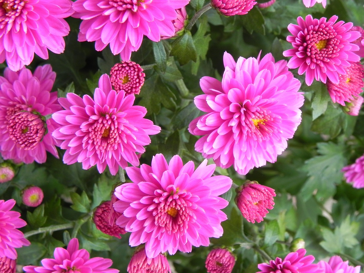 Gerbera, Makro, Žiedas, Žydėti, Gamta, Augalas, Pavasaris, Užpildyti, Gėlė, Dekoratyvinis