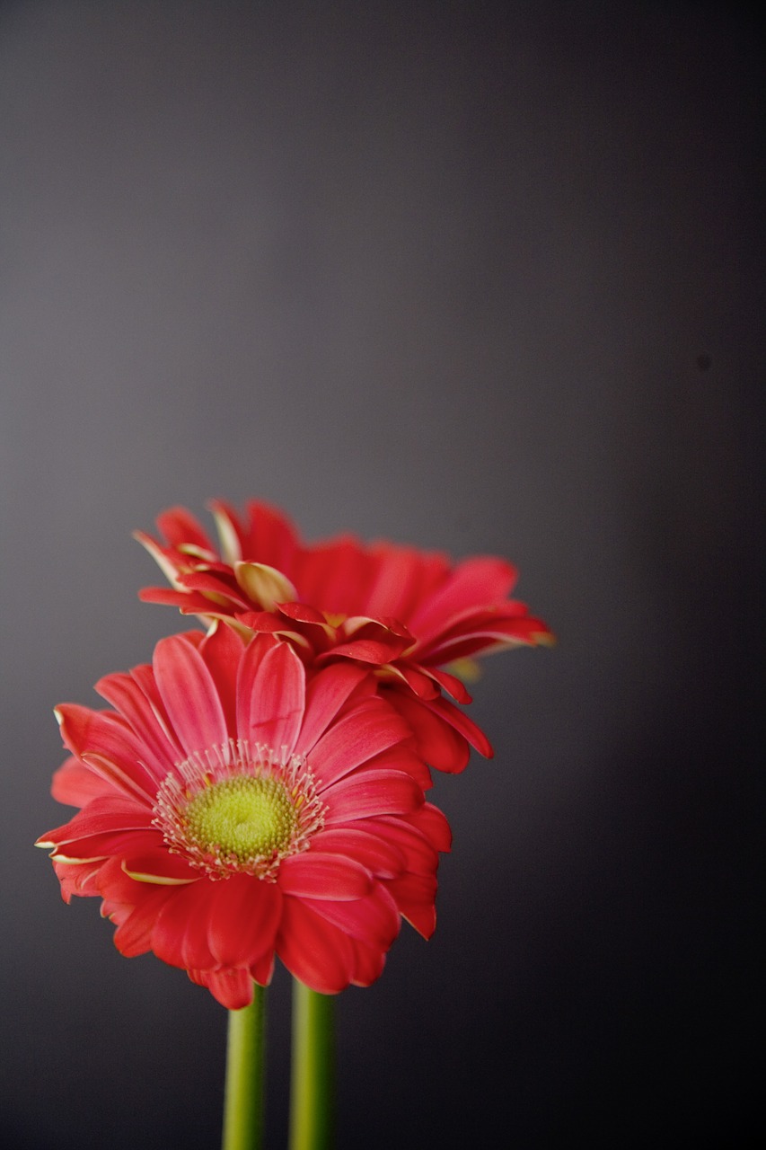 Gerbera, Gėlės, Raudona, Juoda, Žiedas, Žydėti, Romantiškas, Valentino Diena, Meilė, Spalvinga