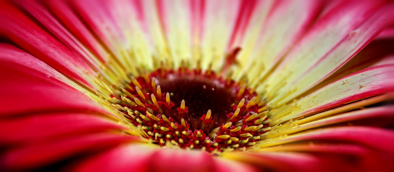 Gerbera, Žiedas, Žydėti, Makro, Kvepalai, Romantiškas, Pavasaris, Valentino Diena, Raudona, Oranžinė