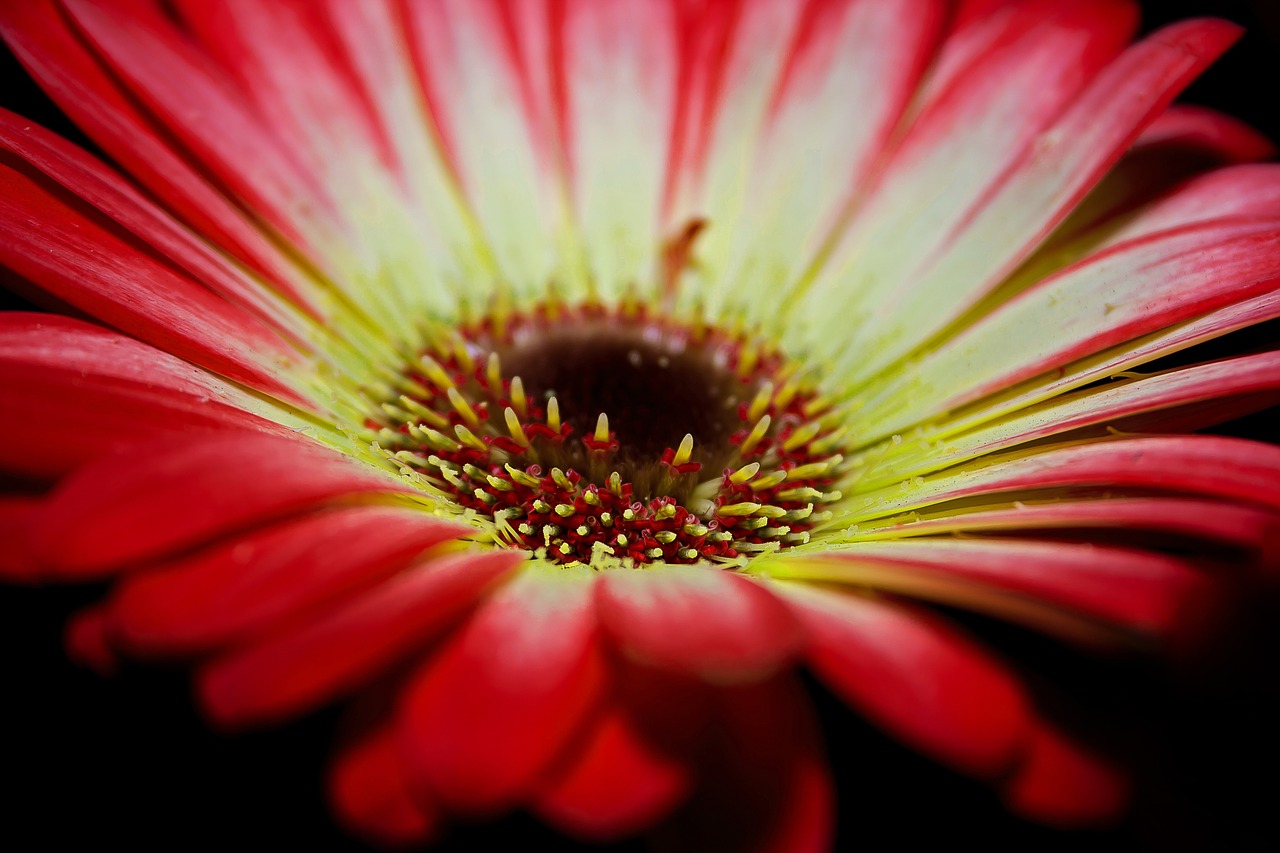 Gerbera, Žiedas, Žydėti, Makro, Kvepalai, Romantiškas, Pavasaris, Valentino Diena, Raudona, Oranžinė