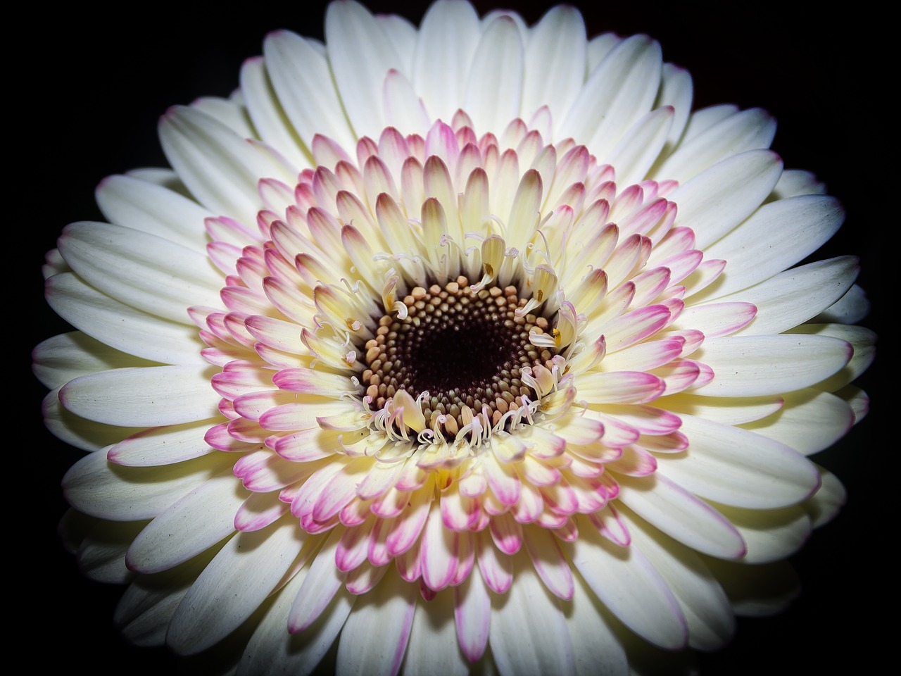 Gerbera, Žiedas, Žydėti, Makro, Kvepalai, Romantiškas, Pavasaris, Valentino Diena, Raudona, Oranžinė