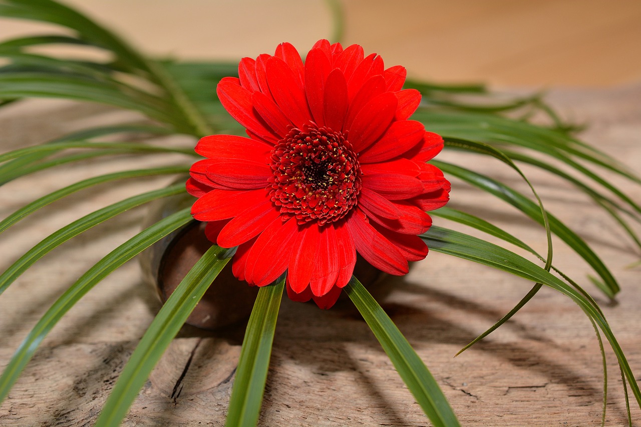 Gerbera,  Gėlė,  Žiedas,  Žydėti,  Žolė,  Raudona,  Augalas,  Uždaryti,  Schnittblume,  Apdaila