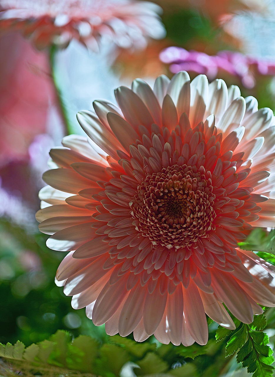 Gerbera, Gėlė, Augalas, Flora, Gamta, Supjaustytos Gėlės, Dekoratyvinė Gėlė, Gėlių Puokštė, Gėlių Puokštė, Iš Arti