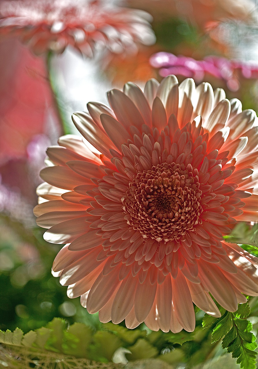 Gerbera, Gėlė, Augalas, Flora, Gamta, Supjaustytos Gėlės, Dekoratyvinė Gėlė, Gėlių Puokštė, Gėlių Puokštė, Iš Arti