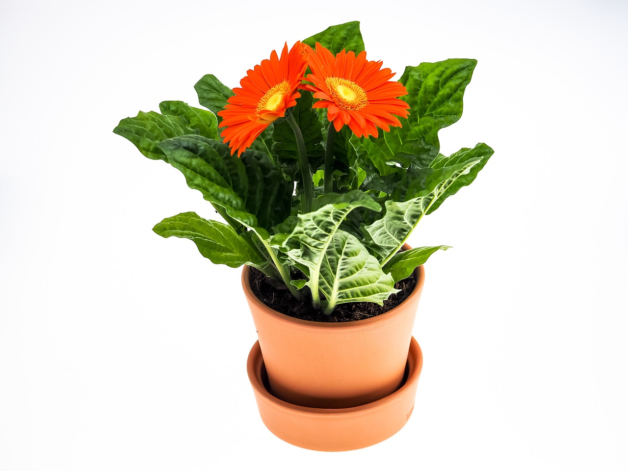 Gerbera, Gėlė, Puodą, Augalas, Uždaryti, Žiedas, Žydėti, Nuotaika, Vasara, Oranžinė