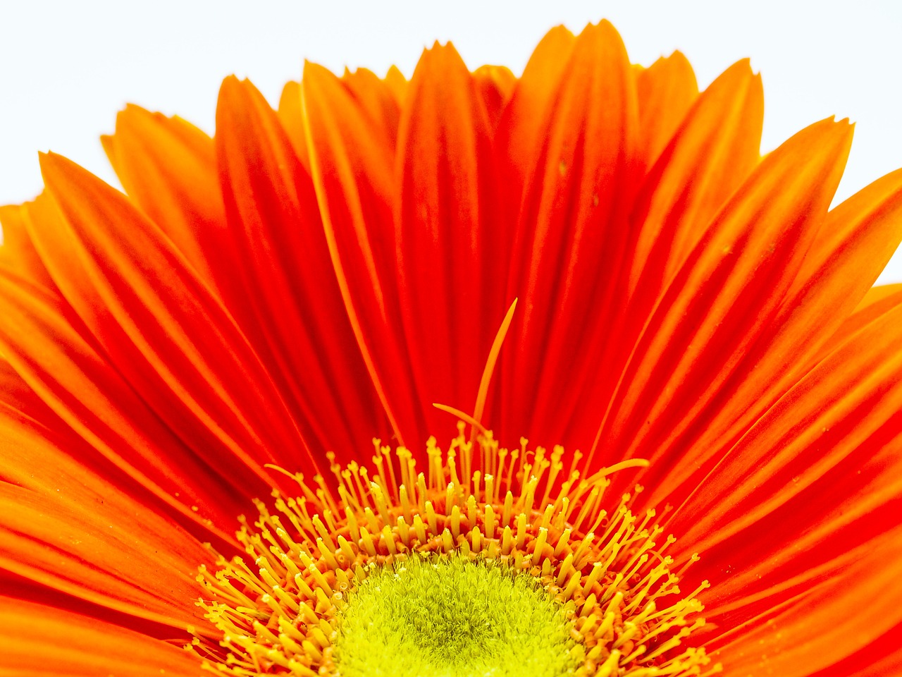 Gerbera, Žiedas, Žydėti, Oranžinė, Gėlė, Raudona, Gamta, Makro, Augalas, Uždaryti