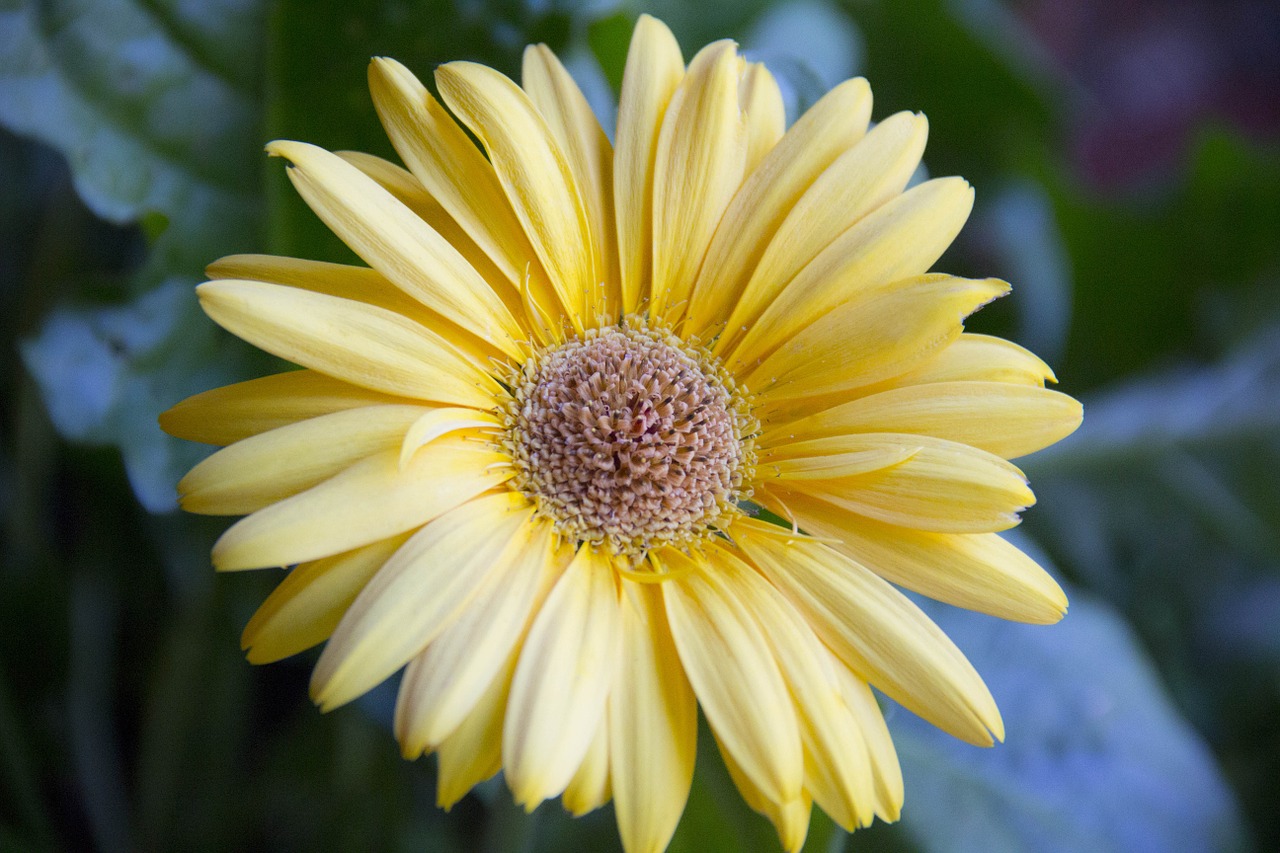 Gerbera Daisy, Gerberio Daisy, Gerbera, Gerberas, Daisy, Gėlė, Flora, Pavasaris, Vasara, Šviežias