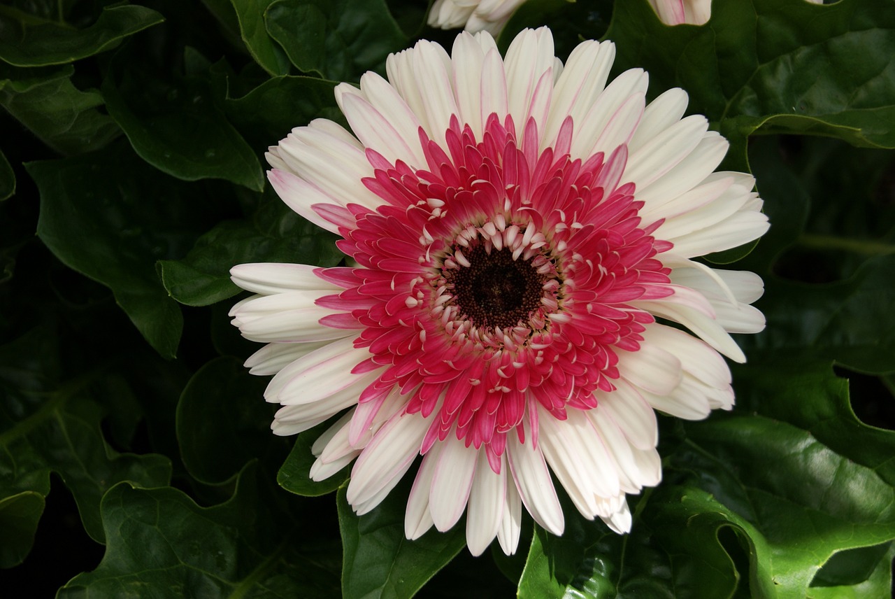 Gerbera Daisy,  Gėlė,  Gėlių,  Gamta,  Balta,  Raudona,  Rožinis,  Augalas,  Žydėti,  Sodas