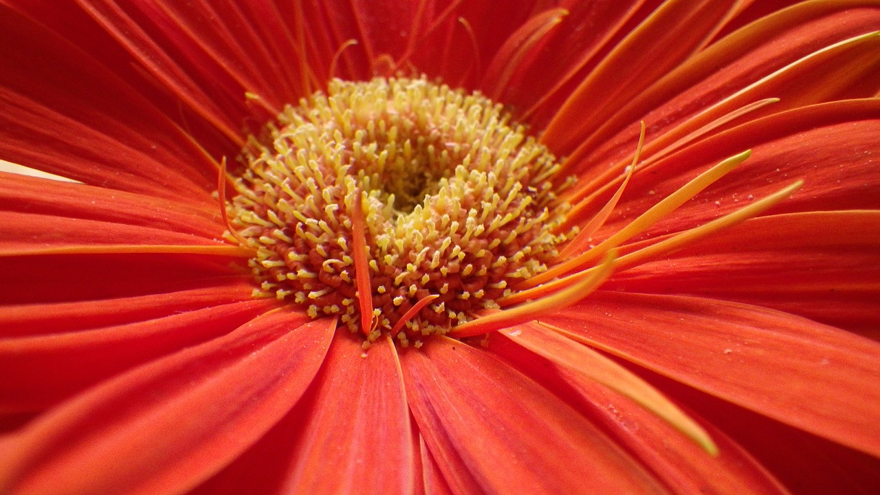 Gerbera,  Gėlė,  Spalvinga,  Žiedlapiai,  Oranžinis, Nemokamos Nuotraukos,  Nemokama Licenzija