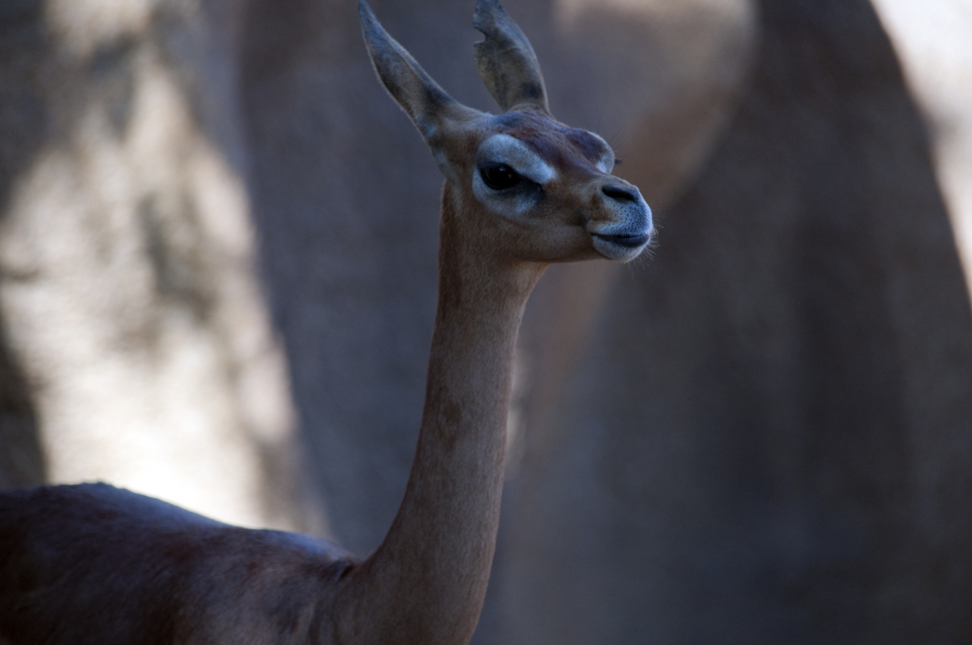 Žirafa & Nbsp,  Gazelė,  Gerenuk,  Antilopė,  Laukinė Gamta,  Laukinis & Nbsp,  Gyvūnas,  Žinduolis,  Gerenuk, Nemokamos Nuotraukos