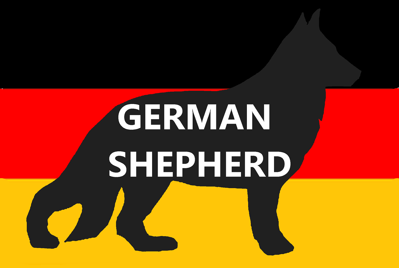 Vokiečių Aviganis, Šuo, Naminis Gyvūnėlis, Akc, Alsatian, Berger Allemand, Deutscher Schäferhund, Schäferhund, Gsd, Vokietija