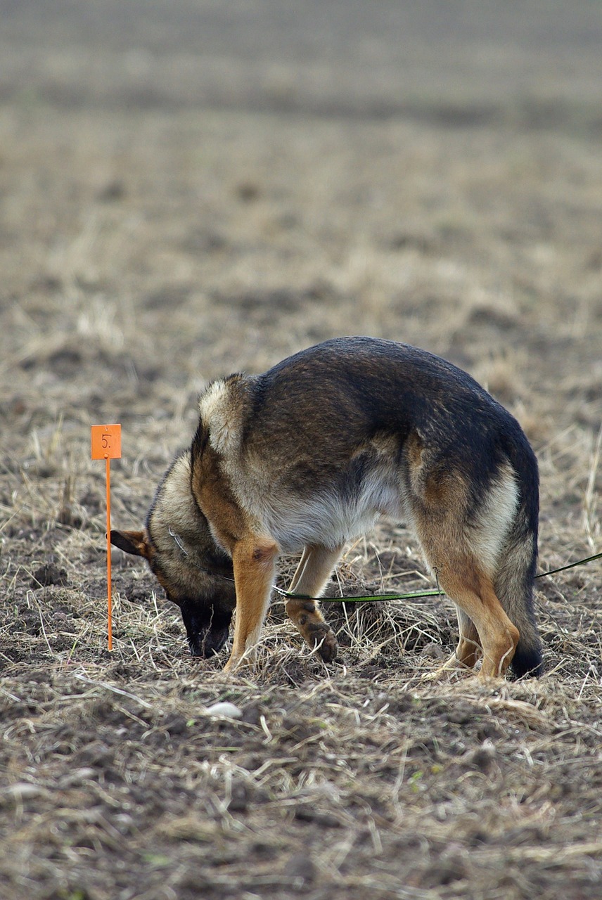 Vokiečių Aviganis,  Sekti,  Varzybos,  Šuo,  Gyvūnas, Nemokamos Nuotraukos,  Nemokama Licenzija