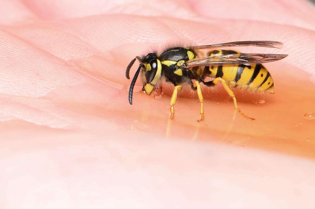 Vokiečių Isp, Isp, Gerti, Ranka, Vabzdys, Isp Ant Rankos, Nemokamos Nuotraukos,  Nemokama Licenzija