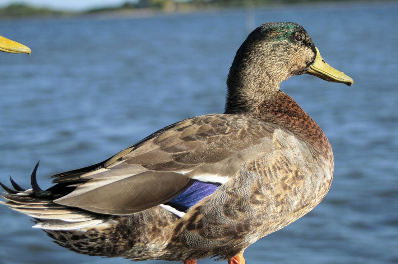 Germano Vyras, Antis, Paukštis, Snapas, Plunksnos, Fauna, Meletas, Parkas, Oazė, Nemokamos Nuotraukos