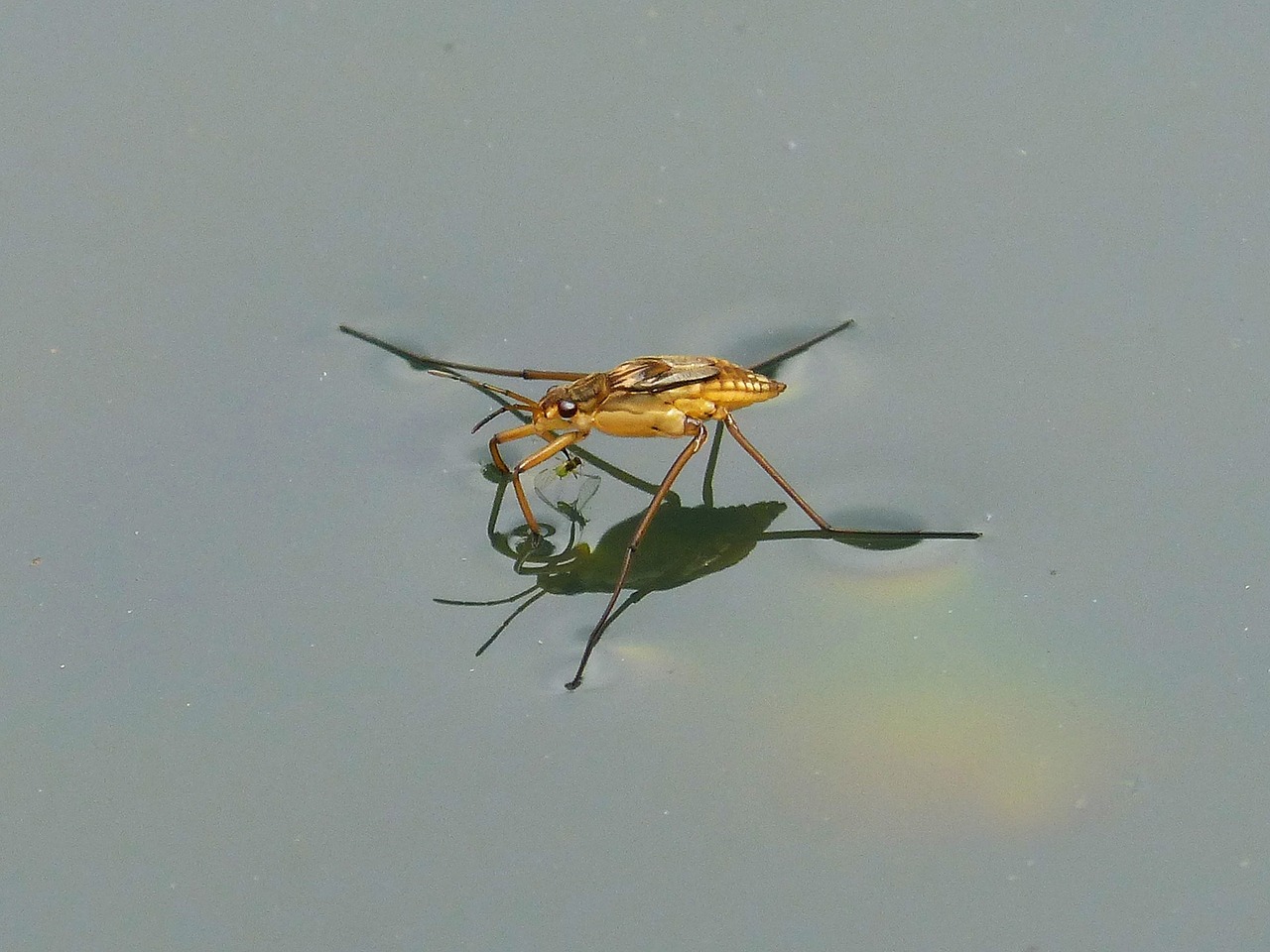 Gerridae, Guerrido, Vandens Vabzdys, Sabater, Vaikščioti Vandeniu, Tvenkinys, Nemokamos Nuotraukos,  Nemokama Licenzija