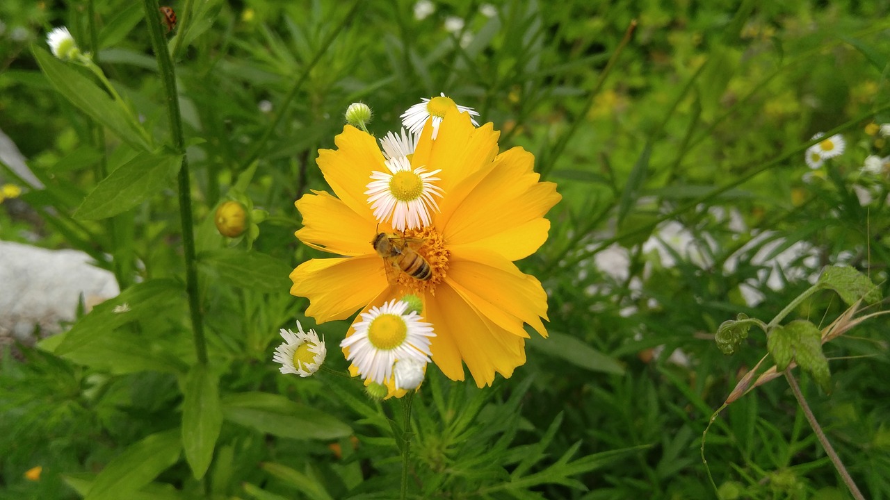 Geumgyeguk,  Bičių,  Wildflower, Nemokamos Nuotraukos,  Nemokama Licenzija