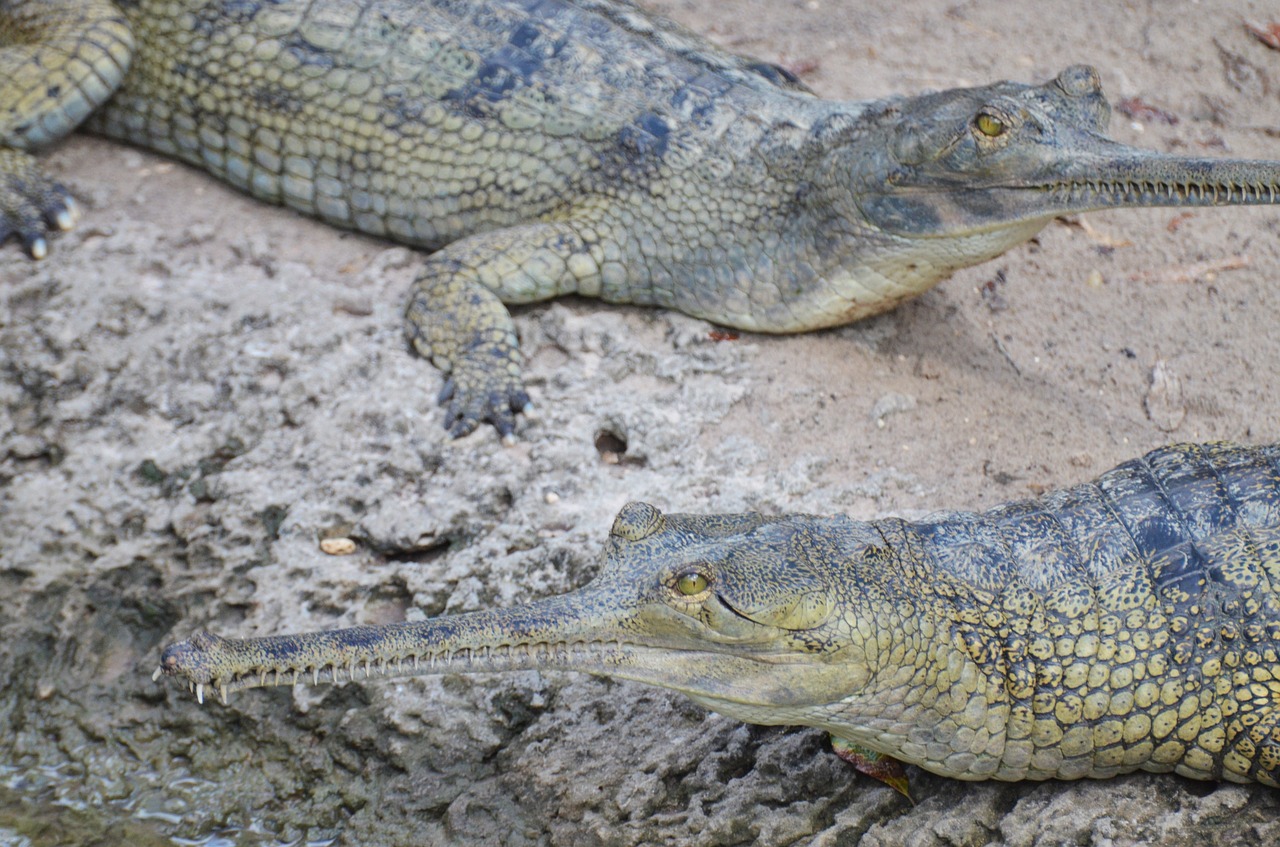 Gharial, Krokodilas, Ropliai, Gangas, Laukiniai, Gyvūnai, Torti, Pavojus, Gyvūnas, Vivarium