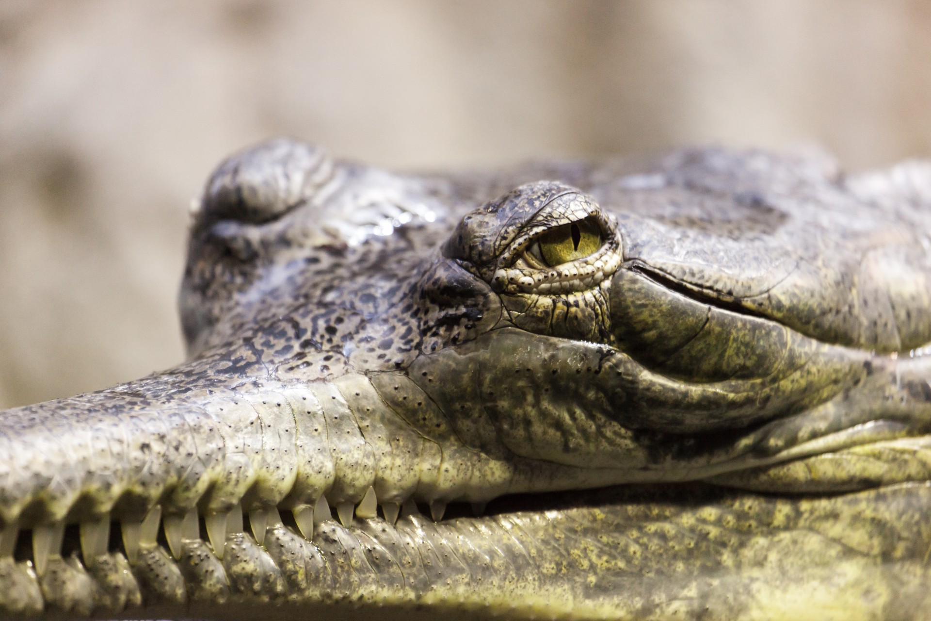 Gavial,  Gharial,  Aligatorius,  Gyvūnas,  Iš Arti,  Krokodilas,  Pavojus,  Pavojingas,  Išsamiai,  Nykstantis