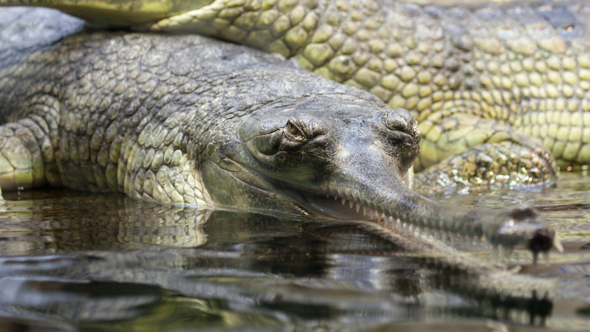 Gavial,  Gharial,  Aligatorius,  Gyvūnas,  Iš Arti,  Krokodilas,  Pavojus,  Pavojingas,  Gharials,  Nykstantis