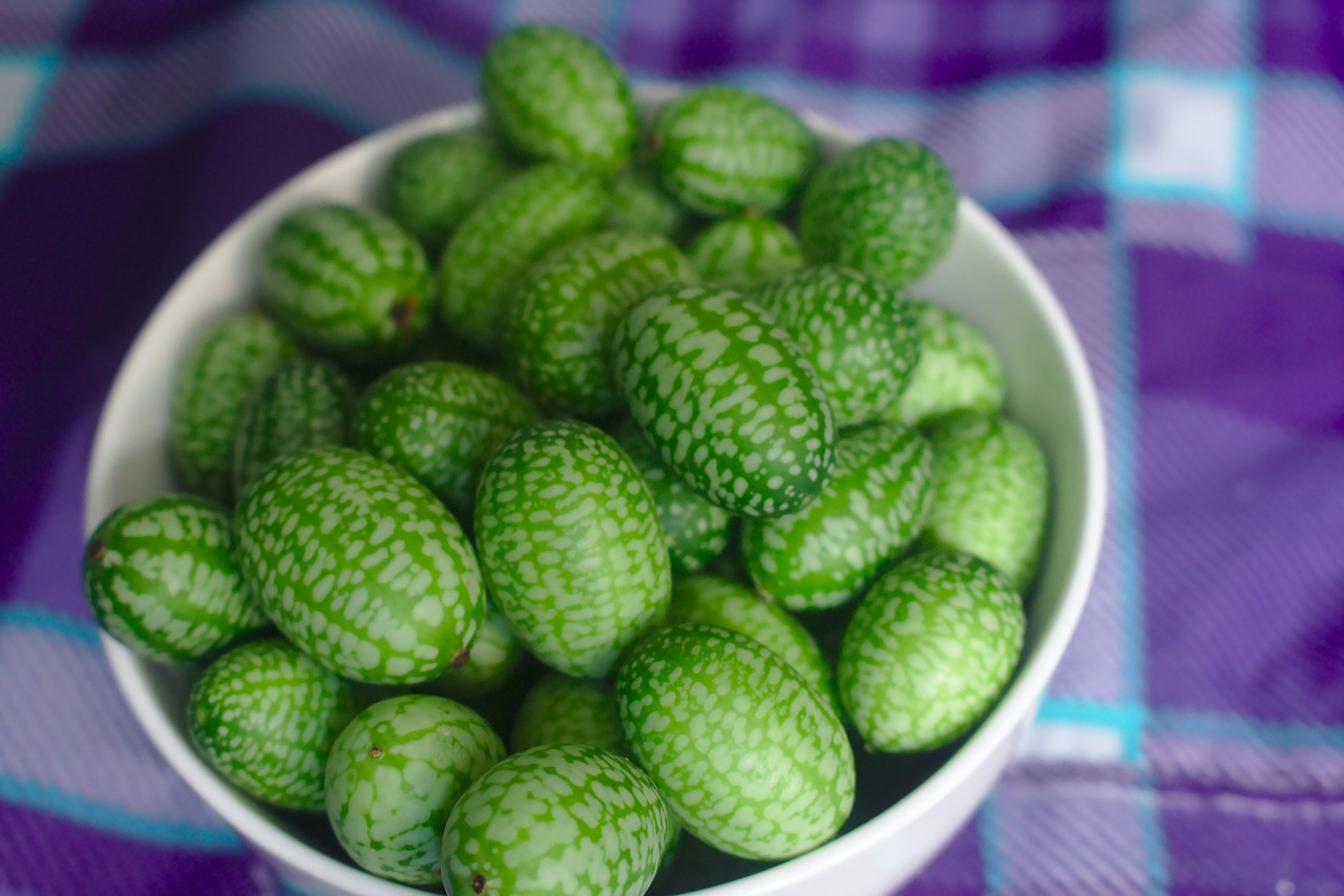 Gurkšnis,  Mažas,  Mažas,  Meksikietiškas Rūgpienis,  Agurkas,  Melothria Scabra,  Cucamelon,  Agurkas,  Žalias,  Violetinė