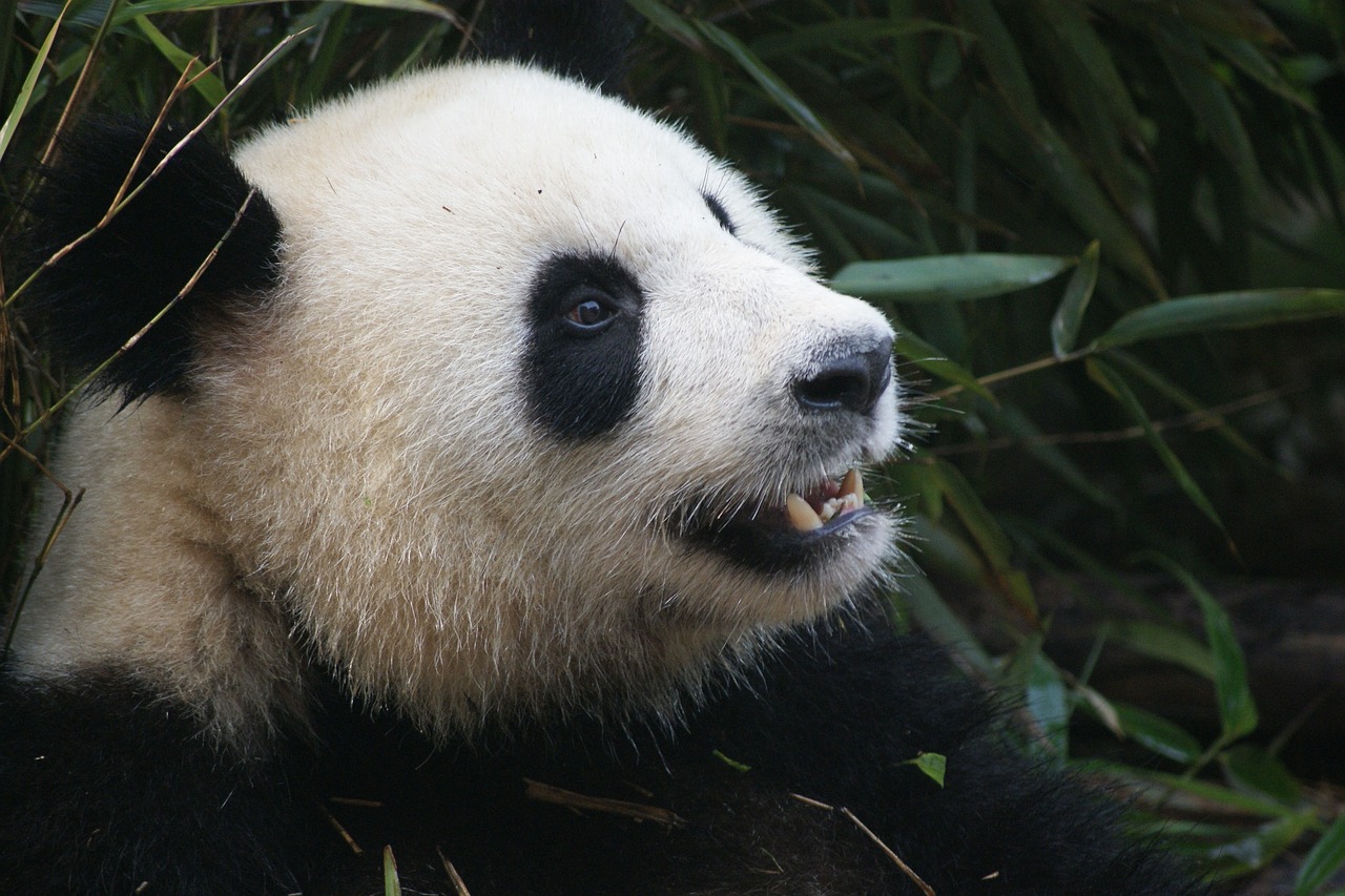 Panda, Turėti, Juoda, Balta, Kinija, Ch, Čengdu, Nykstantis, Laukinė Gamta, Sichuanas