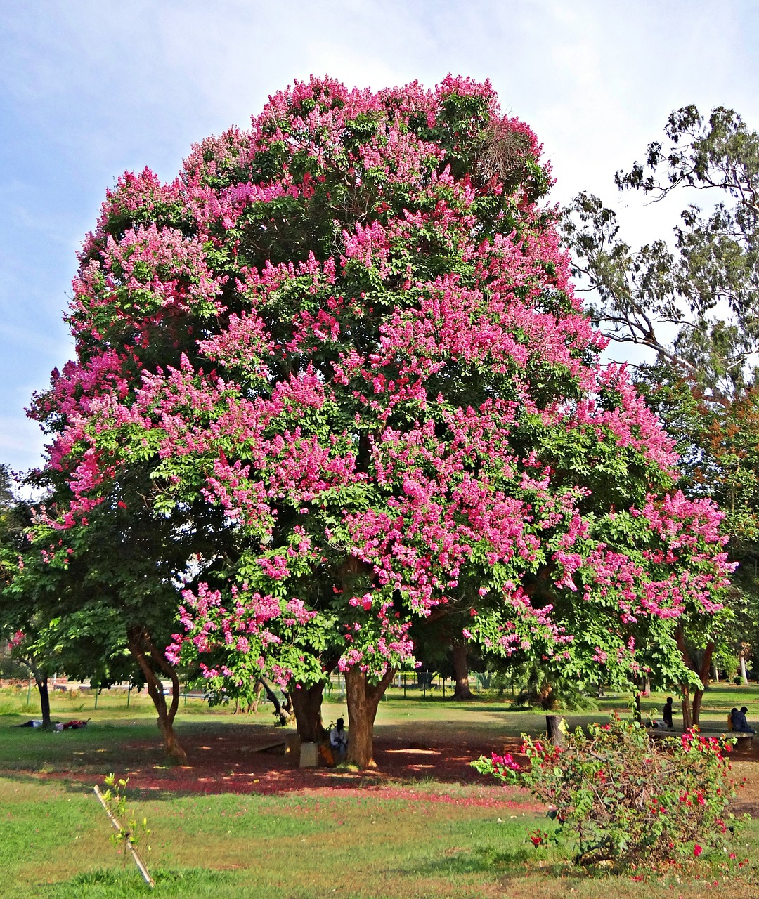 Milžiniškas Crap-Mirtas, Lagerstroemia Speciosa, Karalienės Krepas-Mirtas, Indijos Pasididžiavimas, Jarul, Medis, Gėlė, Violetinė, Indija, Nemokamos Nuotraukos