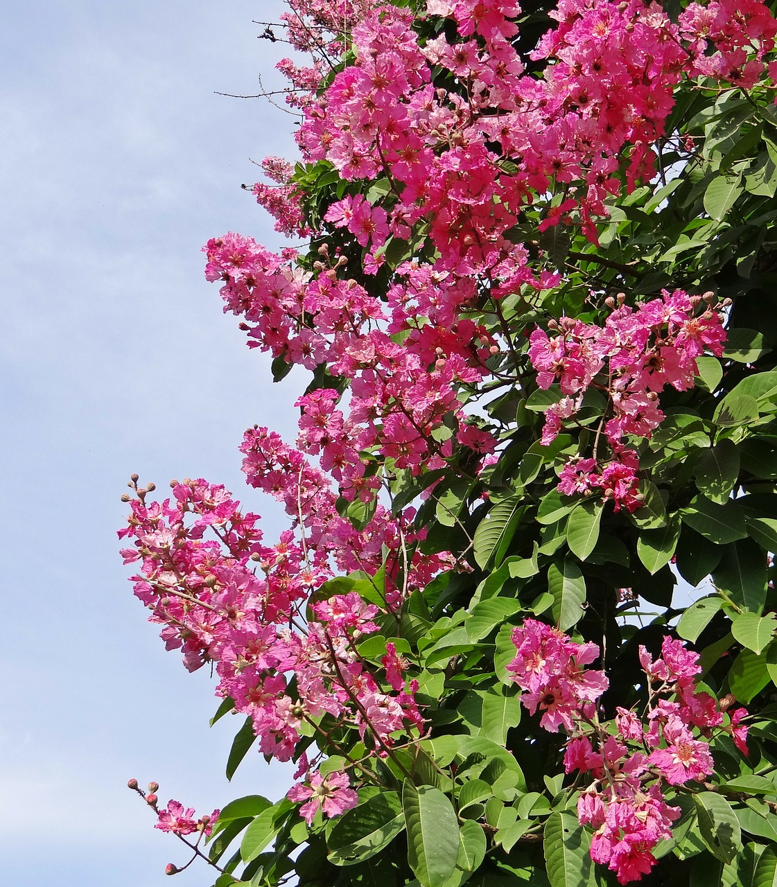 Milžiniškas Crap-Mirtas, Lagerstroemia Speciosa, Karalienės Krepas-Mirtas, Indijos Pasididžiavimas, Jarul, Medis, Gėlė, Violetinė, Indija, Nemokamos Nuotraukos