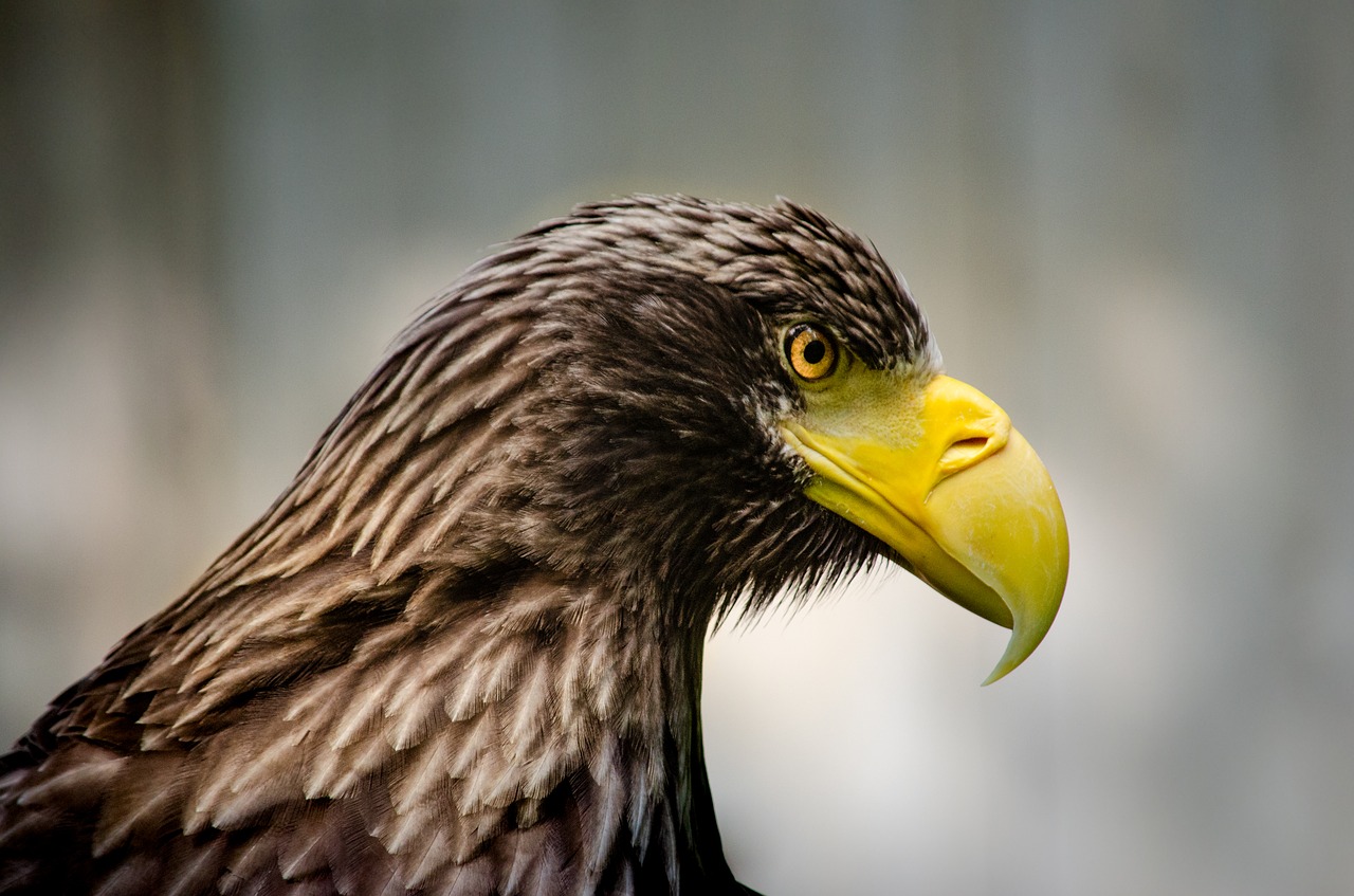 Milžinas Erelis,  Paukštis,  Adler,  Bill,  Plunksna,  Raptor,  Portretas,  Laukinis Gyvūnas,  Plėšrusis Paukštis,  Pobūdį