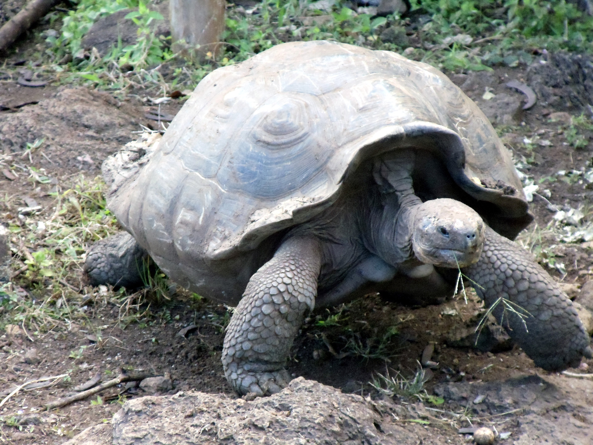 Milžinas,  Galapagai,  Vėžlys,  Ecuador,  Salos,  Milžiniškas Galapagų Vėžlys, Nemokamos Nuotraukos,  Nemokama Licenzija