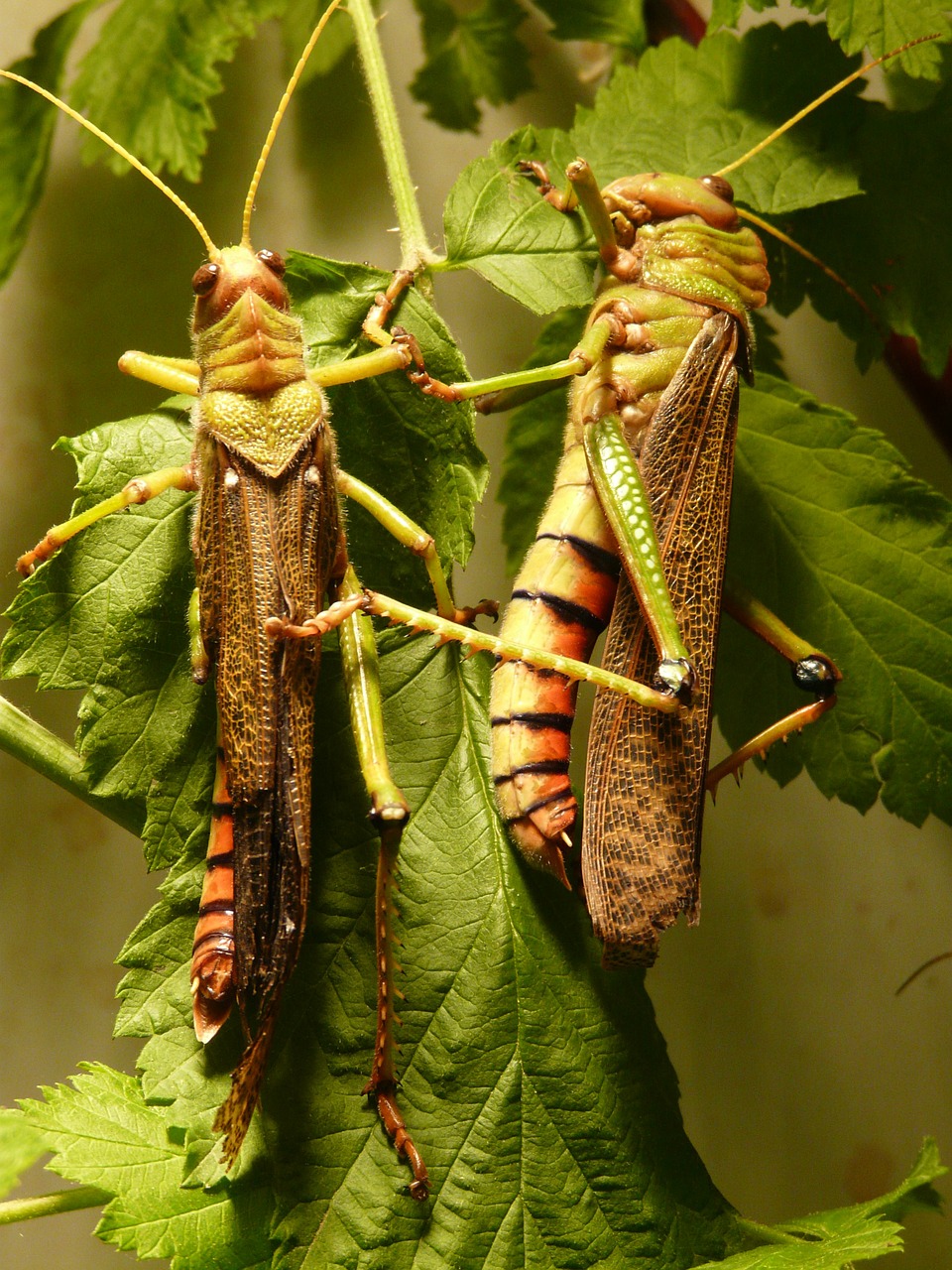 Milžiniškas Žiogas, Žiogas, Vabzdys, Gyvūnas, Padaras, Žalias, Valgyti, Sparnas, Zondas, Nemokamos Nuotraukos