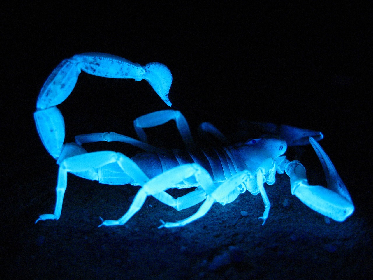 Milžiniškas Plaukuotas Skorpionas, Fluorescencinis, Tamsi, Žėrintis, Dykuma, Didelis, Hadrurus Arizonensis, Naktis, Kaklaraiščiai, Nuodai