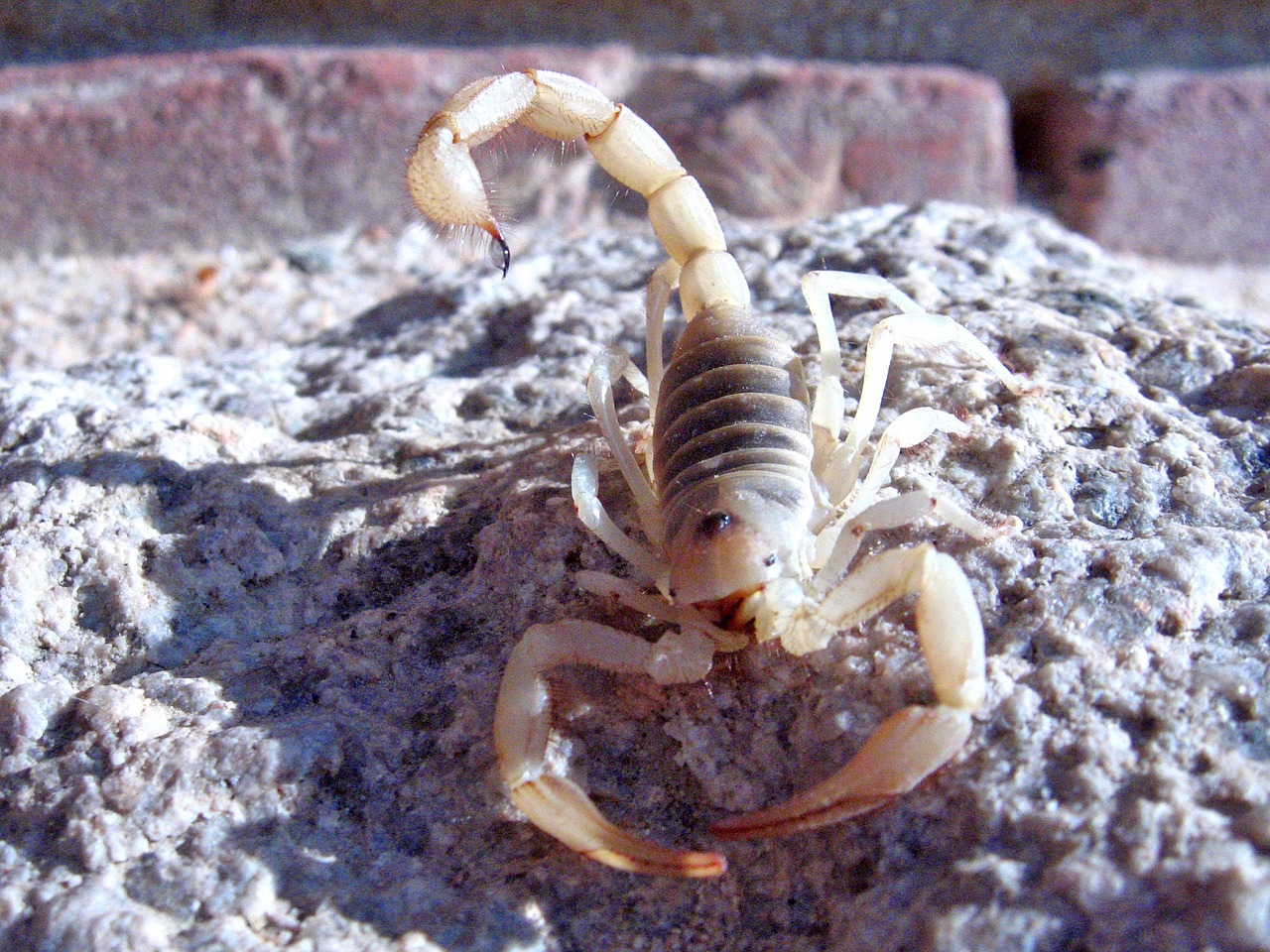Milžiniškas Plaukuotas Skorpionas, Laukinė Gamta, Laukiniai, Balta, Hadrurus Arizonensis, Nuodingas, Stinger, Nuodai, Nariuotakojų, Nagai