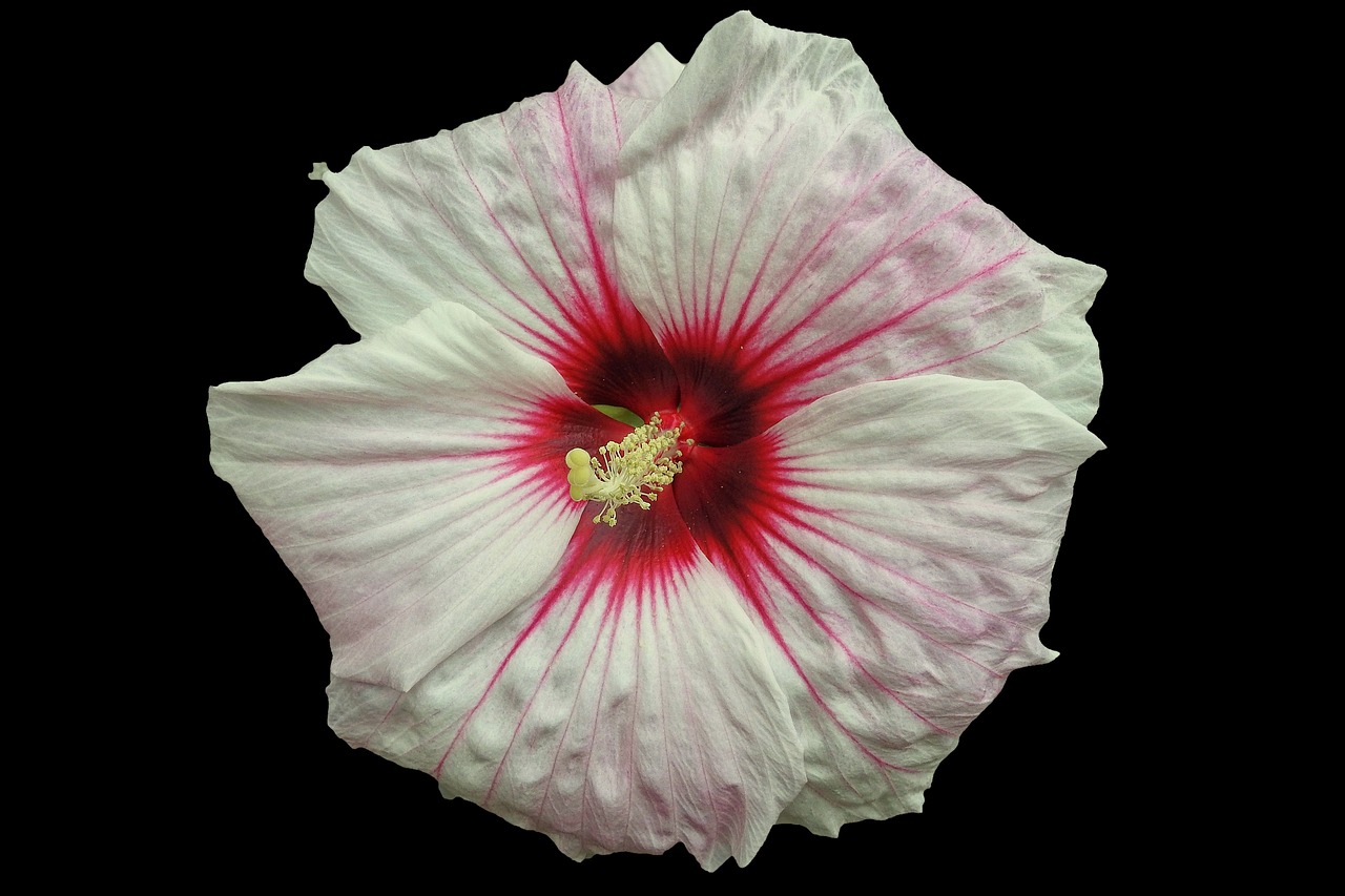 Milžiniškas Hibiscus, Hibiscus, Žiedas, Žydėti, Kelių Spalvų, Balta, Raudona, Juodas Fonas, Nemokamos Nuotraukos,  Nemokama Licenzija