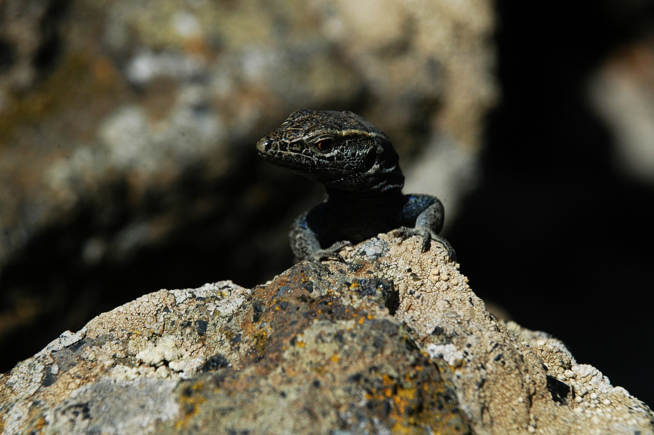 El Hierro Gigantiška Driežas, Driežas, Milžinas, Vulkanas, Ropliai, Tvarumas, Apsauga, Gamta, Nemokamos Nuotraukos,  Nemokama Licenzija