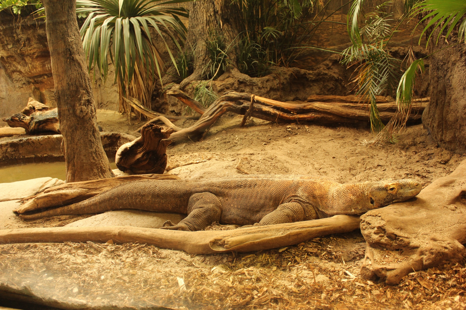 Milžinas & Nbsp,  Driežas,  Zoologijos Sodas & Nbsp,  Gyvūnas,  Gyvūnas,  Ropliai,  Zoologijos & Nbsp,  Gyvūnai,  Ropliai,  Egzotiniai & Nbsp