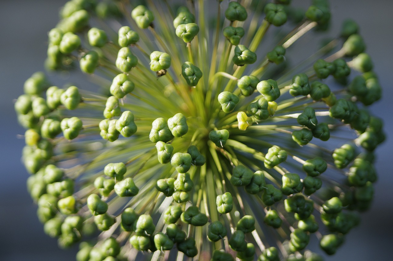 Milžiniškas Svogūnas, Sodas, Allium, Augalas, Botanika, Nemokamos Nuotraukos,  Nemokama Licenzija